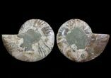 Cut & Polished Ammonite Fossil - Agatized #64930-1